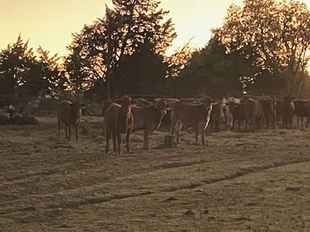 Selecting Commercial Beefmaster Bulls: A Texas Rancher's Guide
