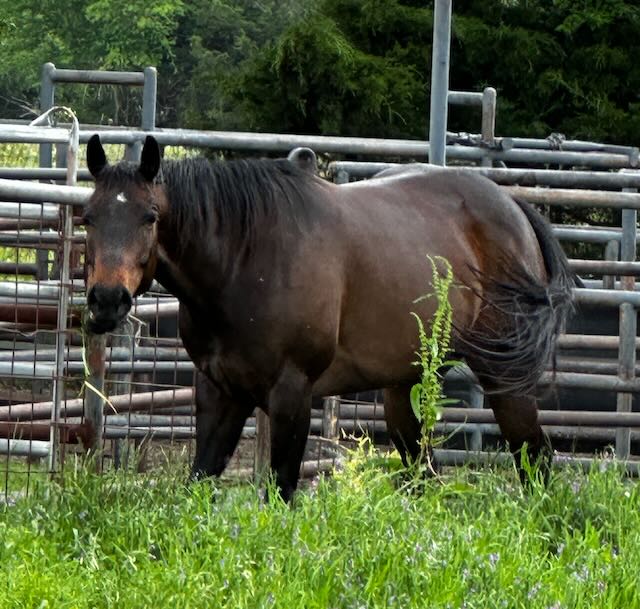 Bay horse with alert expression in corral portrait