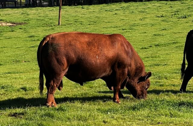 Beefmaster bull grazing in lush green pasture