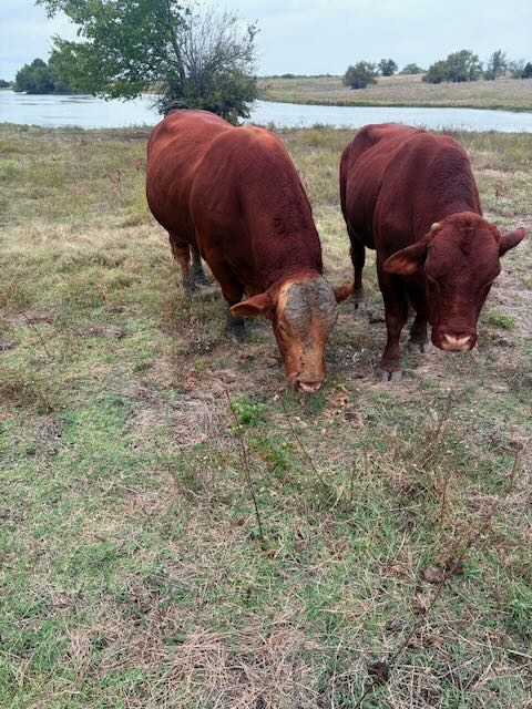 Pair of Beefmaster bulls grazing by lake