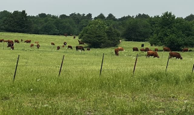 Beefmaster herd along fence line in pasture