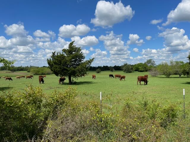 Beefmaster herd resting under shade tree