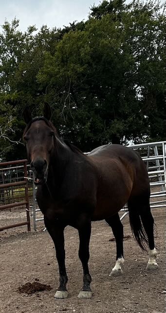 Dark bay horse side profile showing conformation