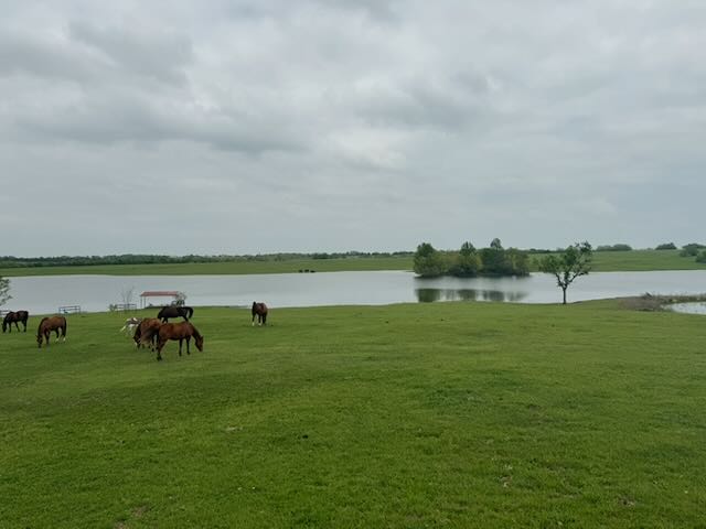 Horses grazing peacefully by lakeside under overcast sky