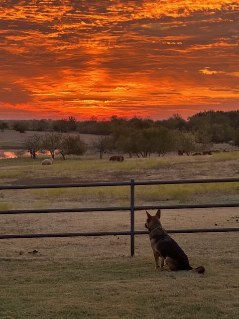 Australian Kelpie silhouetted at sunset watching cattle by the lake at EC Ranch