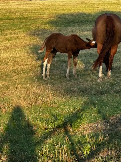 Mare nursing foal at golden hour in tender family moment