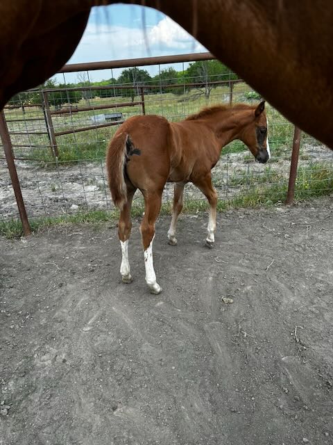 Sorrel foal with white socks near barn shelter