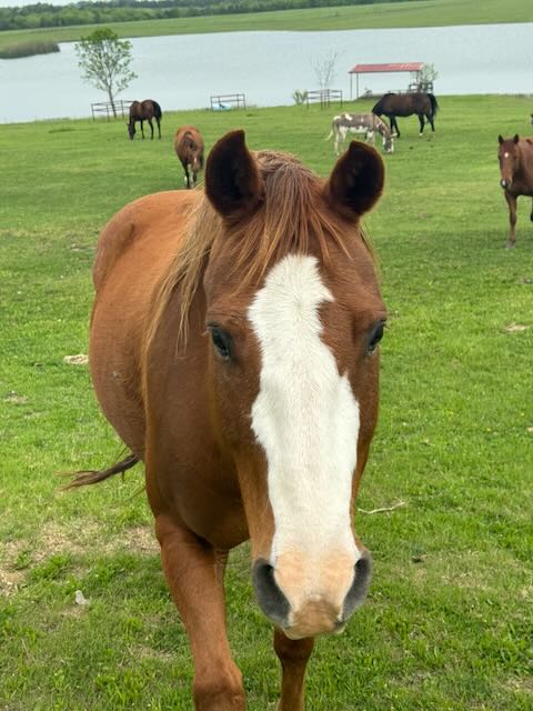 Sorrel horse with white blaze in friendly engaging portrait